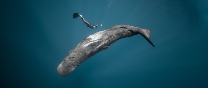 Ocean Film Festival World Tour 2025