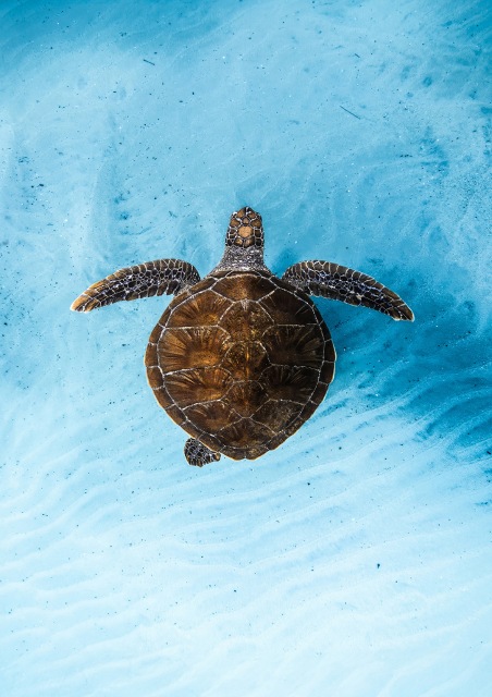 Ocean Film Festival World Tour 2026